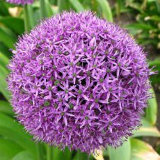 5056771001253 1 Allium Gladiator 3L.jpg
